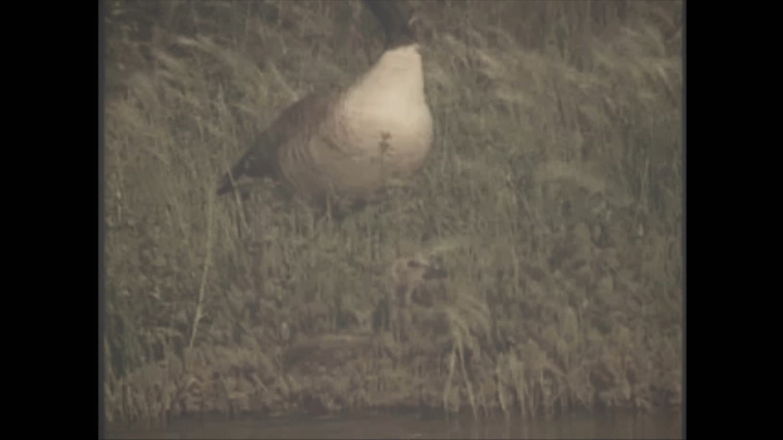 Classroom Initiation field-film frame